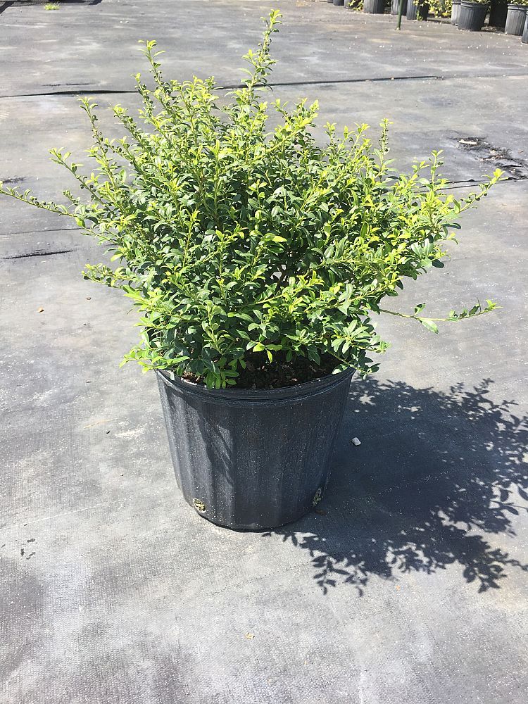 ilex-crenata-soft-touch-japanese-holly