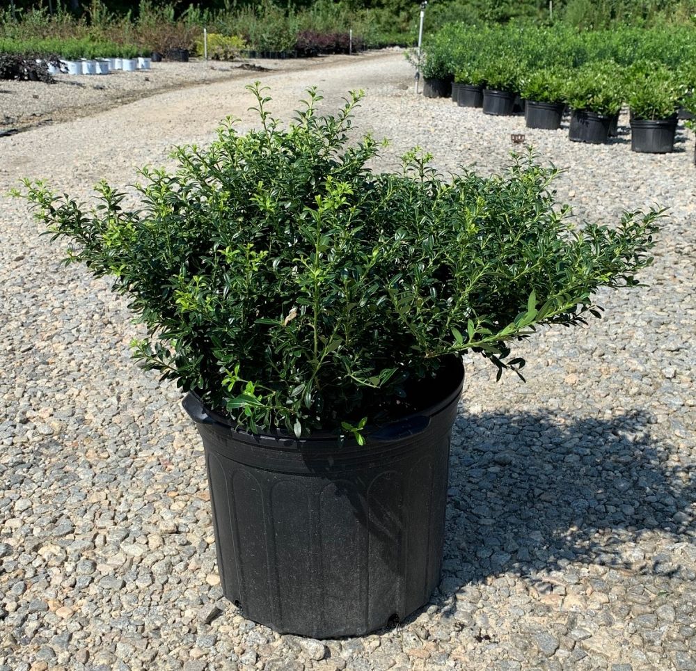 ilex-crenata-soft-touch-japanese-holly