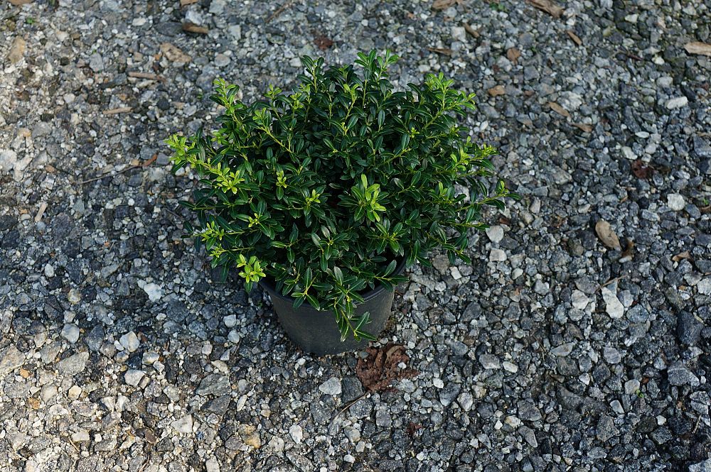 ilex-crenata-soft-touch-japanese-holly