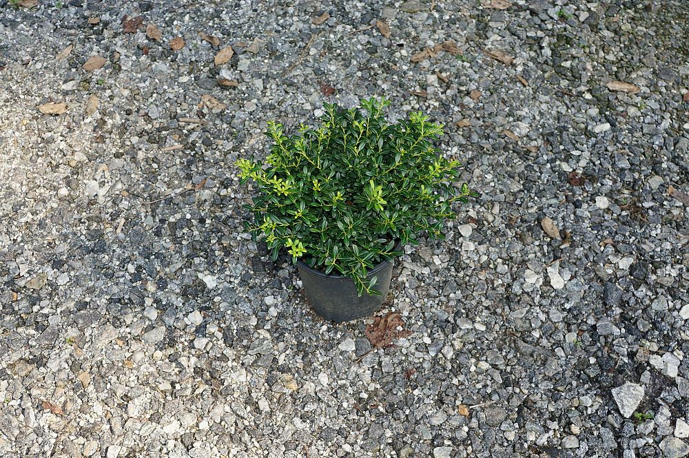 ilex-crenata-soft-touch-japanese-holly