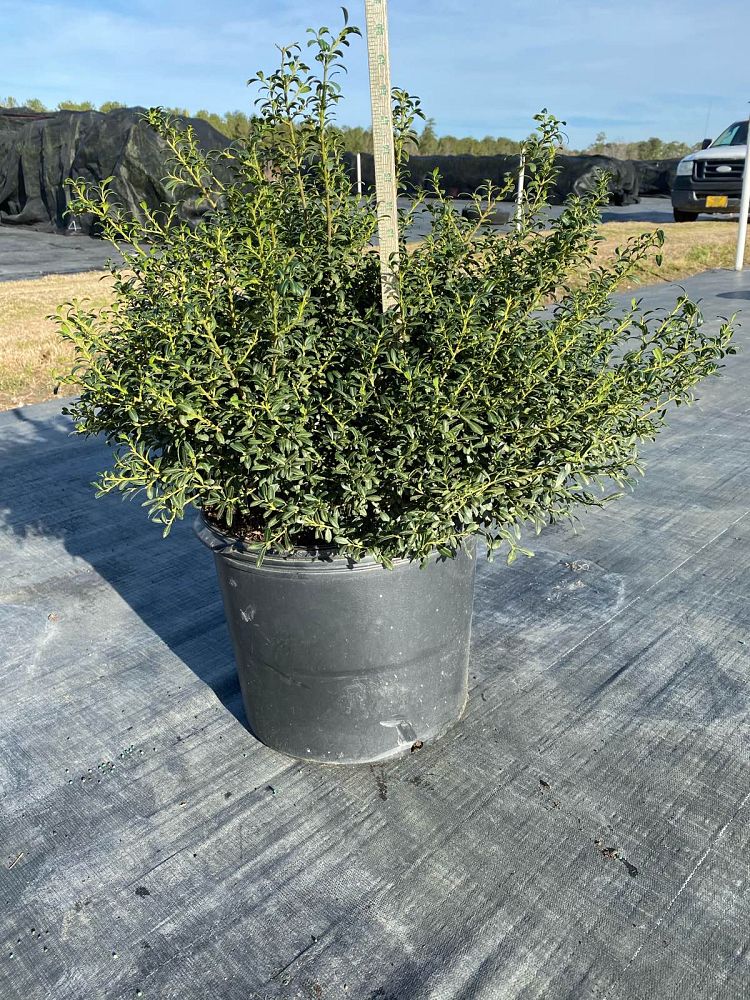ilex-crenata-soft-touch-japanese-holly