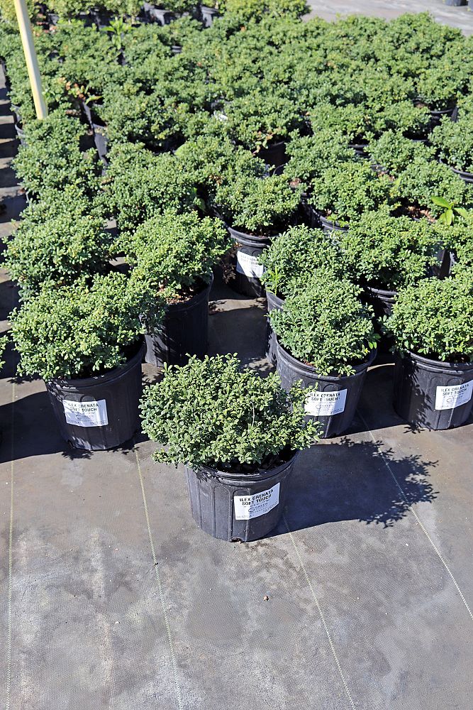 ilex-crenata-soft-touch-japanese-holly