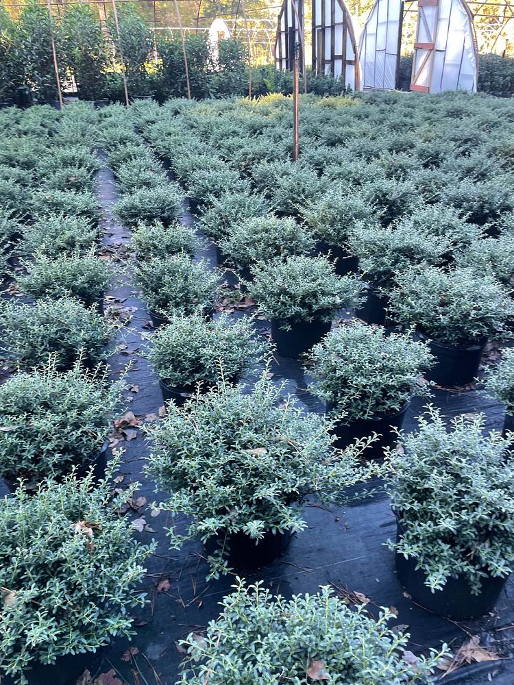 ilex-crenata-soft-touch-japanese-holly