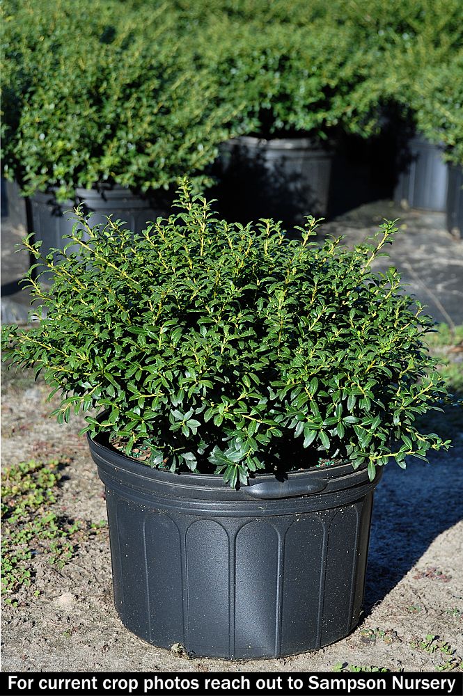 ilex-crenata-soft-touch-japanese-holly