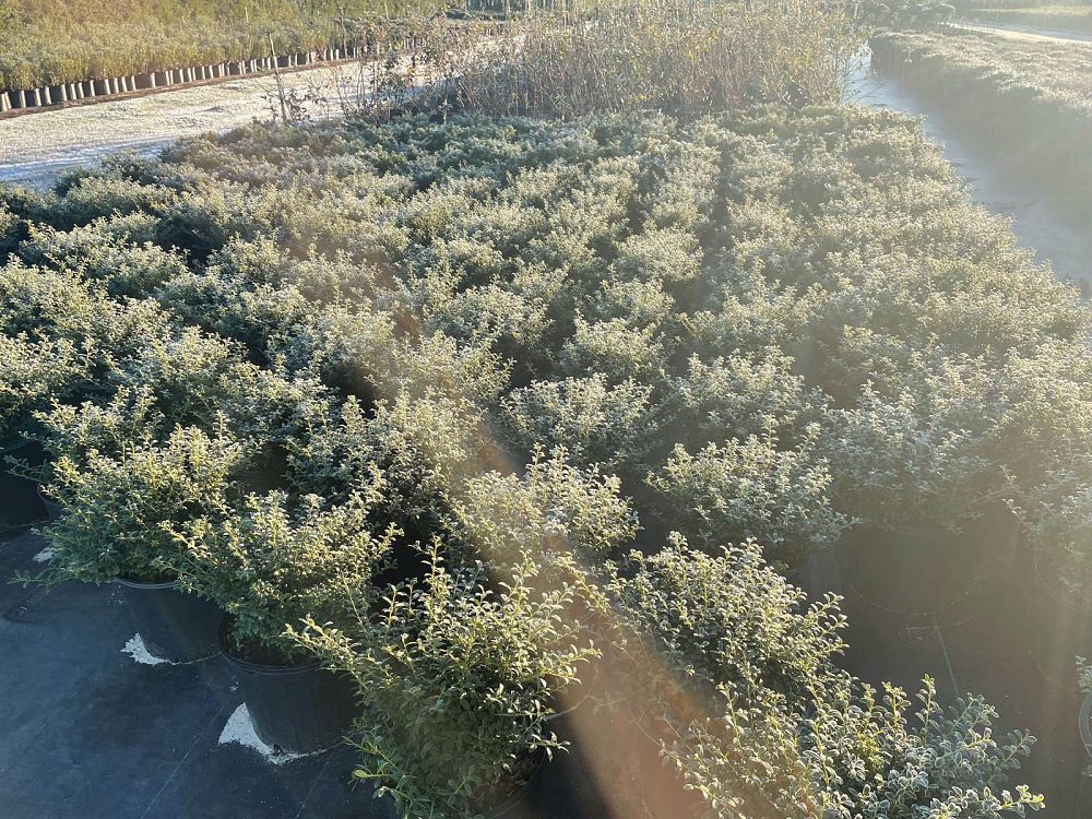 ilex-crenata-soft-touch-japanese-holly