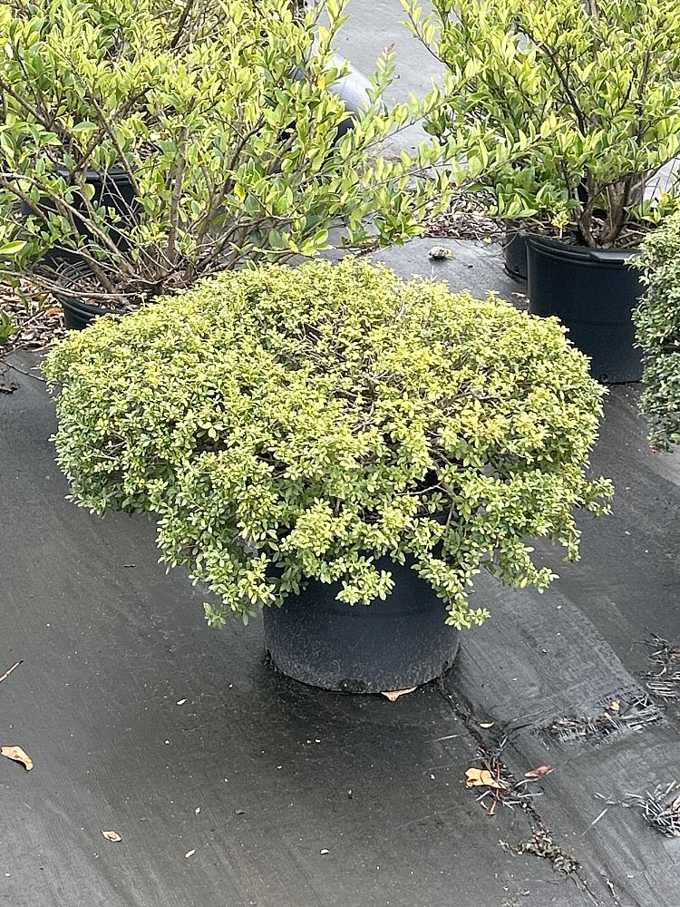 ilex-crenata-soft-touch-japanese-holly