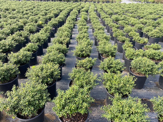 ilex-crenata-soft-touch-japanese-holly