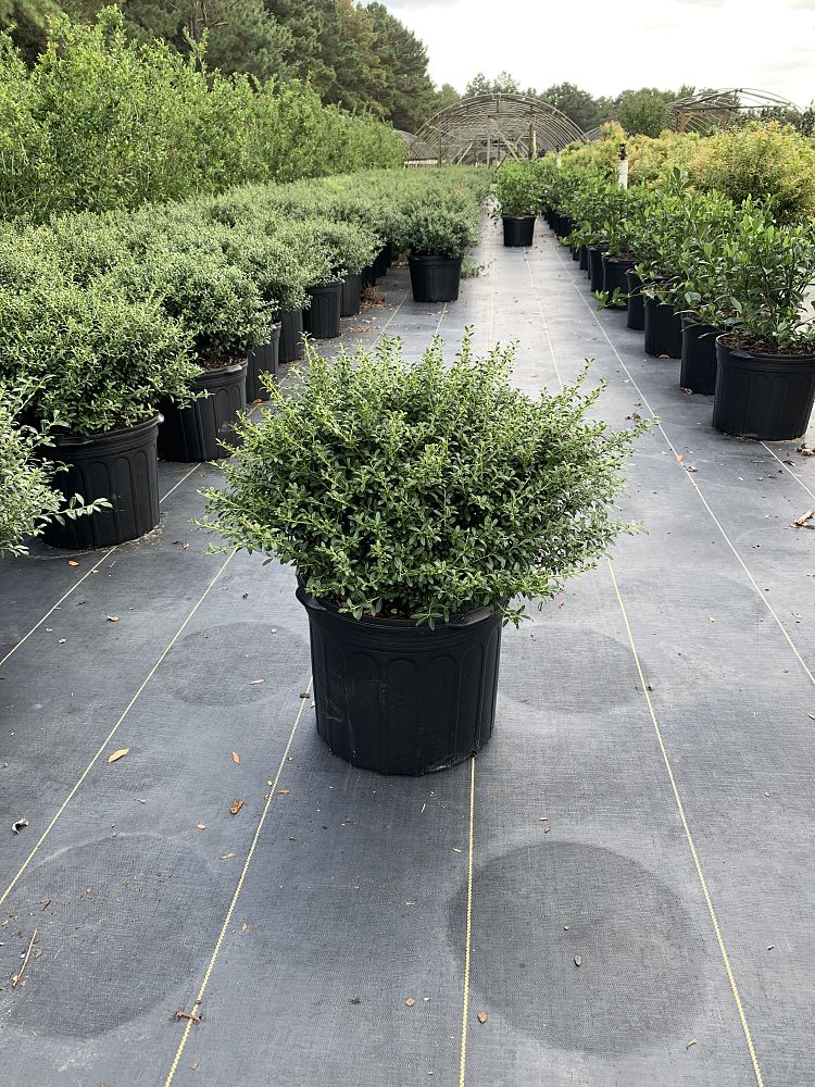 ilex-crenata-soft-touch-japanese-holly