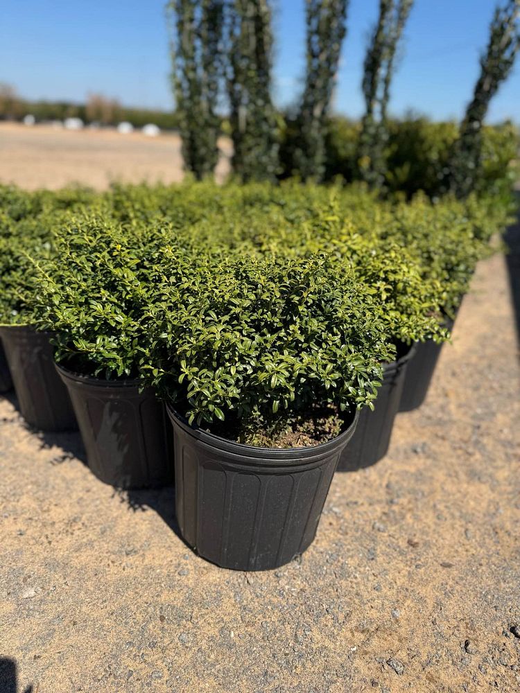ilex-crenata-soft-touch-japanese-holly