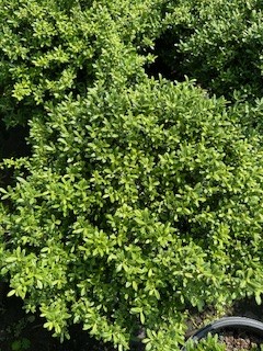 ilex-crenata-soft-touch-japanese-holly