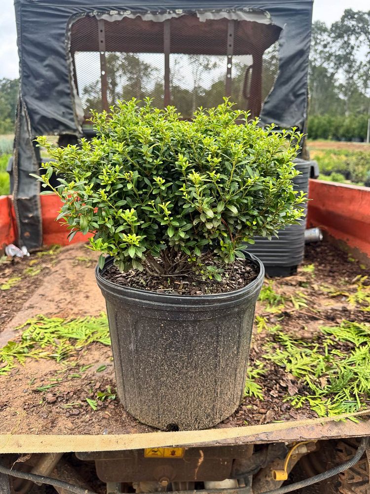 ilex-crenata-soft-touch-japanese-holly
