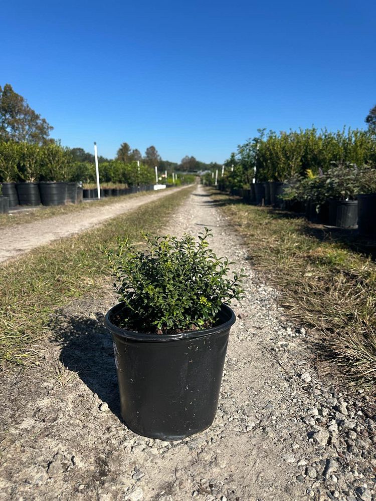 ilex-crenata-soft-touch-japanese-holly