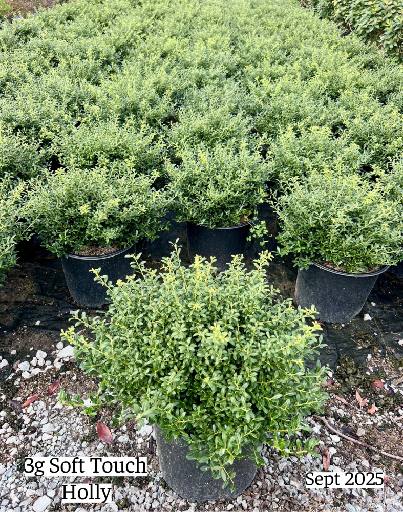 ilex-crenata-soft-touch-japanese-holly