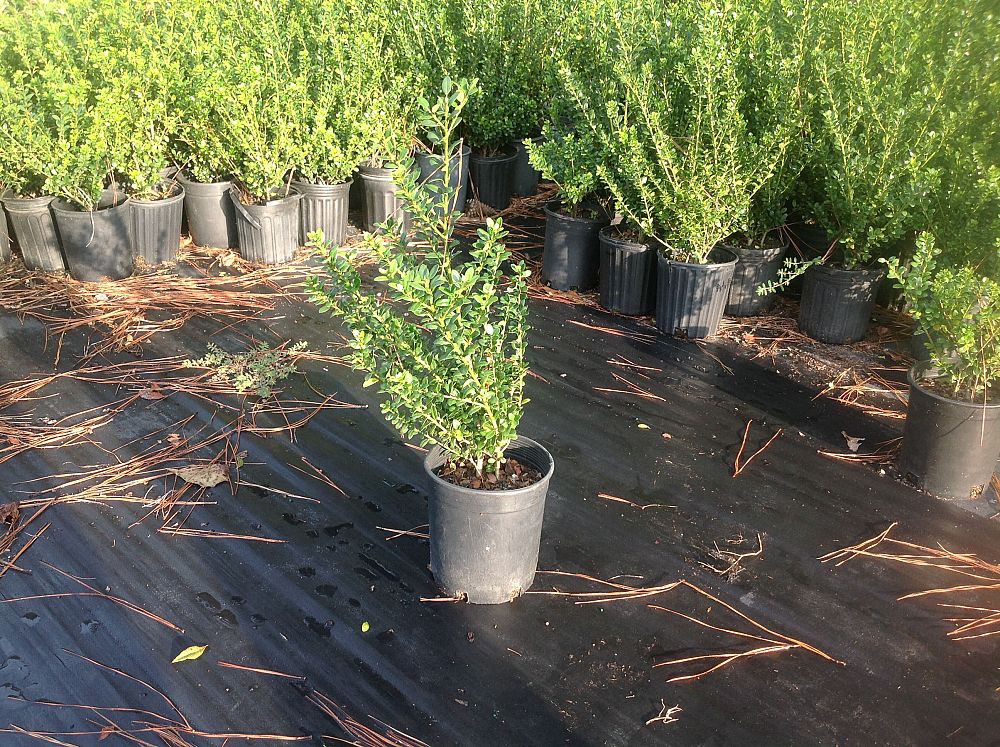 ilex-crenata-steeds-japanese-holly