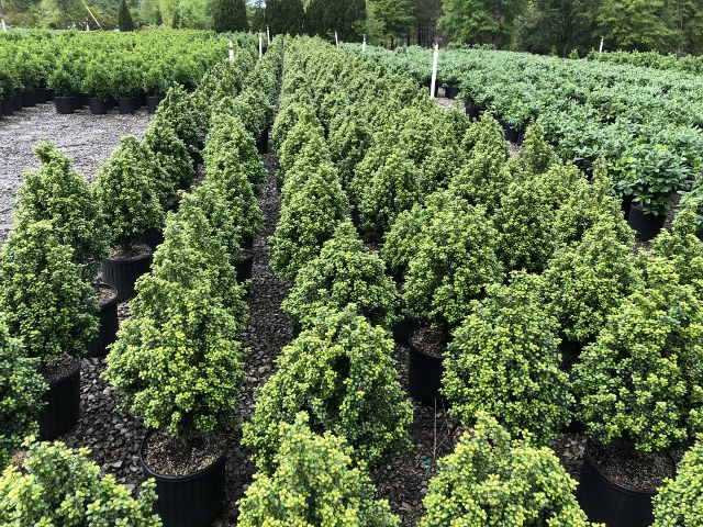 ilex-crenata-steeds-japanese-holly