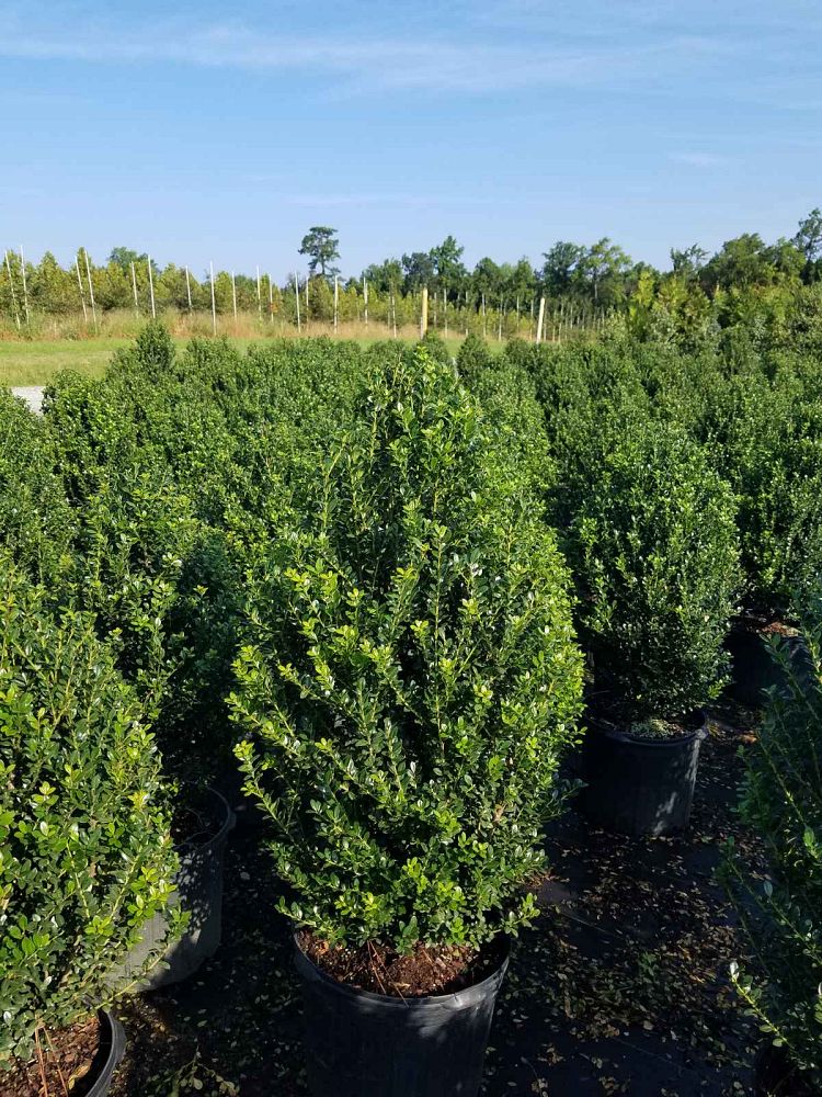 ilex-crenata-steeds-japanese-holly