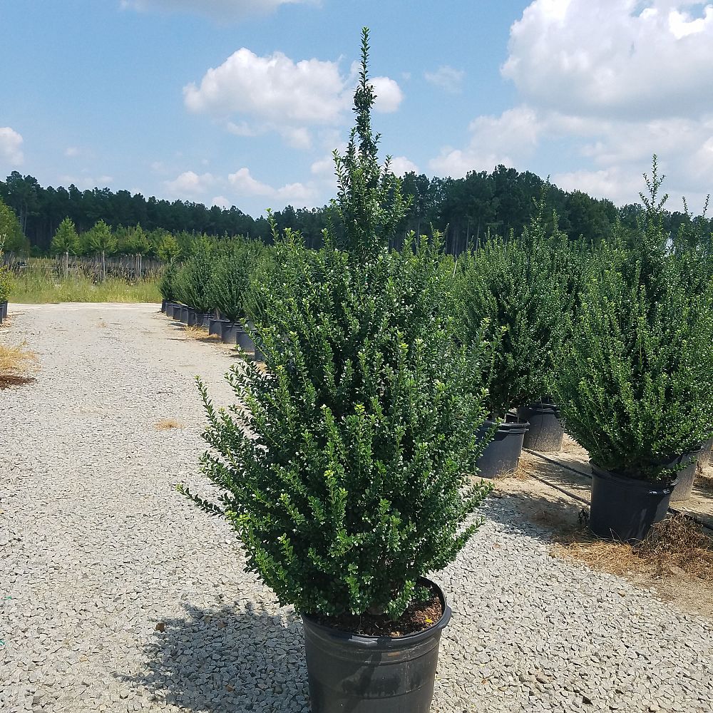 ilex-crenata-steeds-japanese-holly