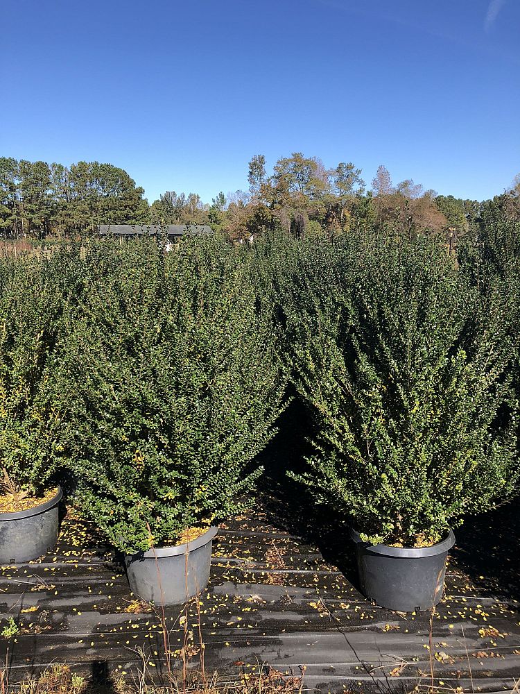 ilex-crenata-steeds-japanese-holly