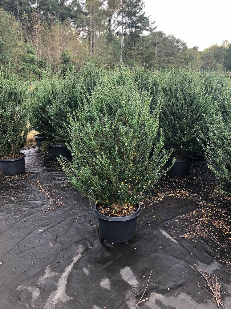 ilex-crenata-steeds-japanese-holly