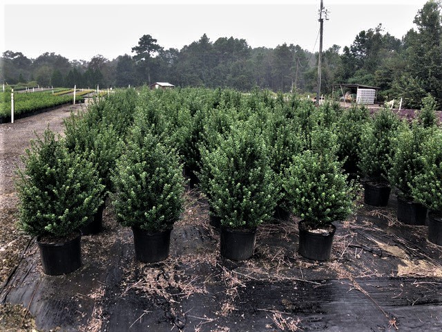 ilex-crenata-steeds-japanese-holly