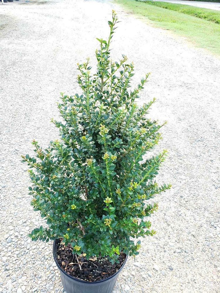 ilex-crenata-steeds-japanese-holly