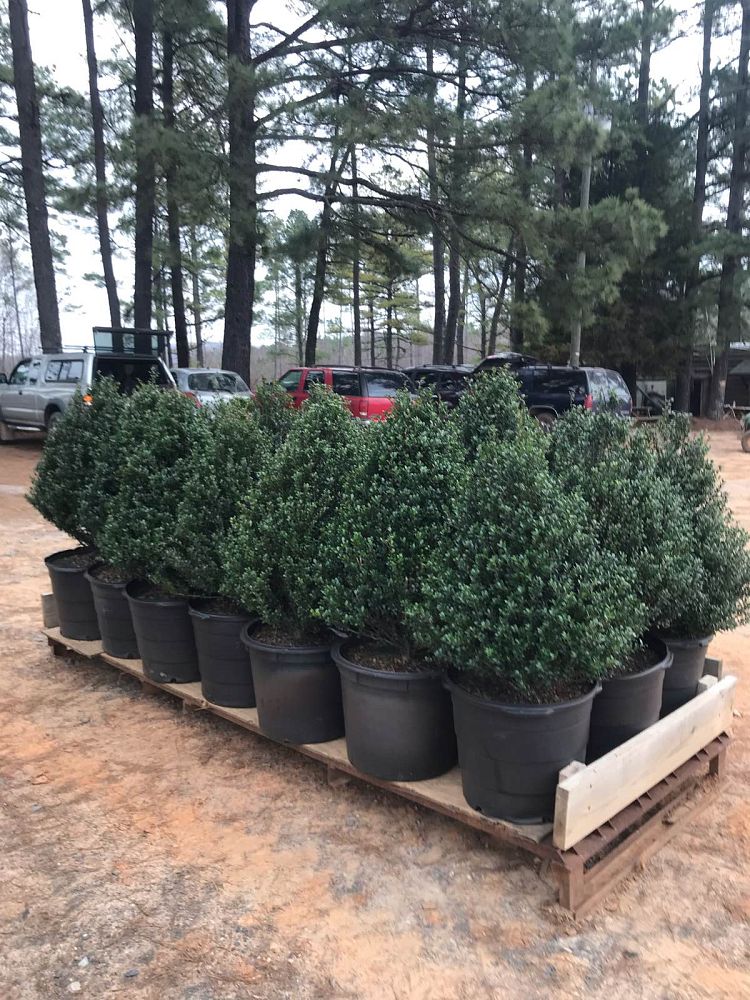 ilex-crenata-steeds-japanese-holly