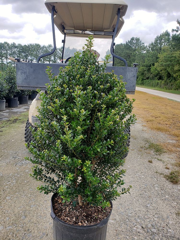 ilex-crenata-steeds-japanese-holly