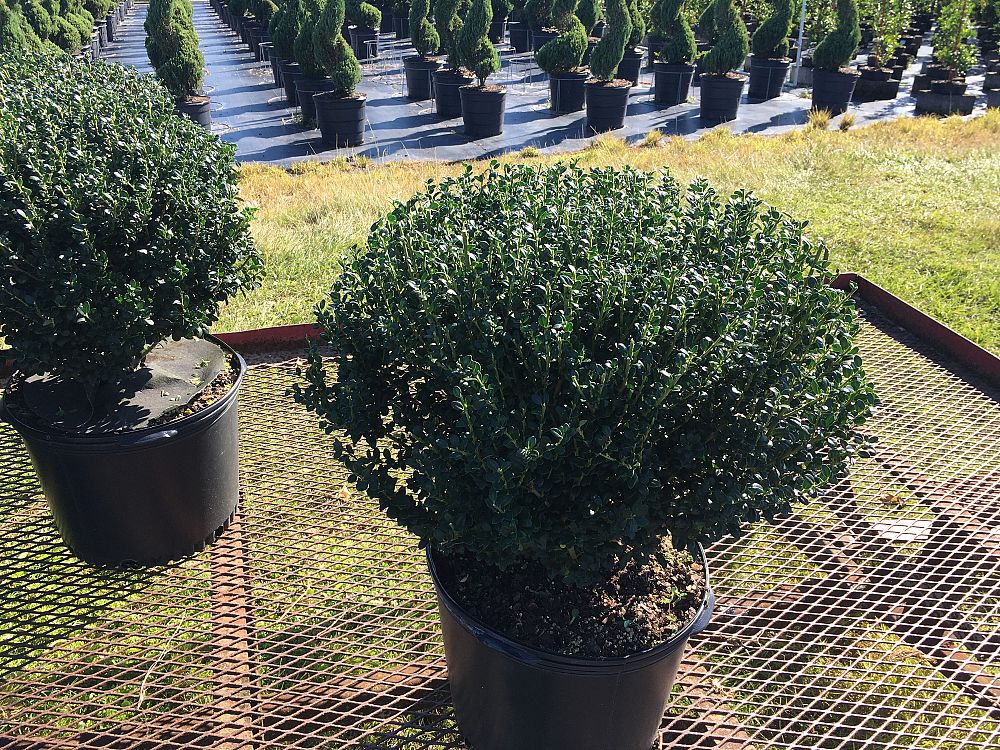 ilex-crenata-steeds-japanese-holly