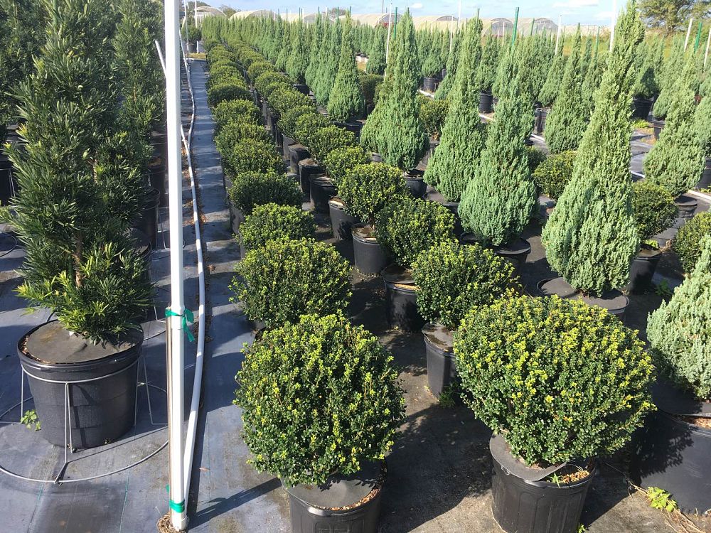 ilex-crenata-steeds-japanese-holly