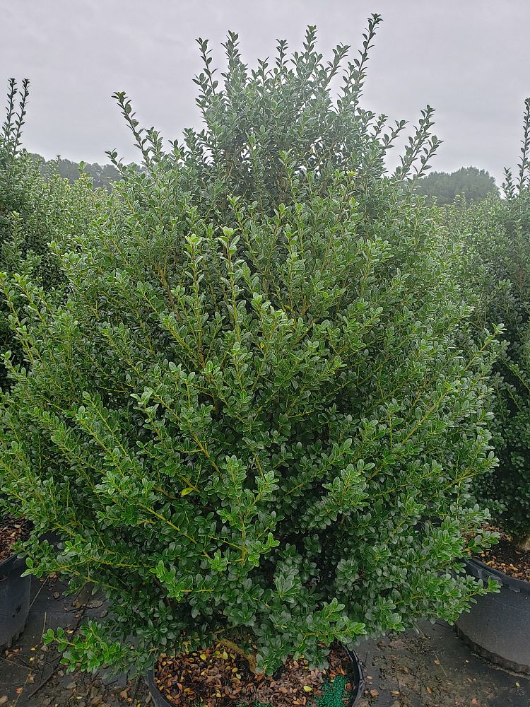 ilex-crenata-steeds-japanese-holly
