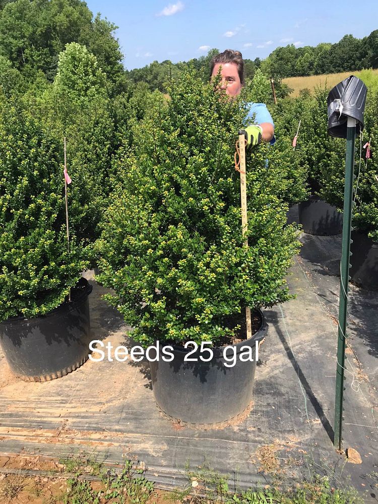 ilex-crenata-steeds-japanese-holly