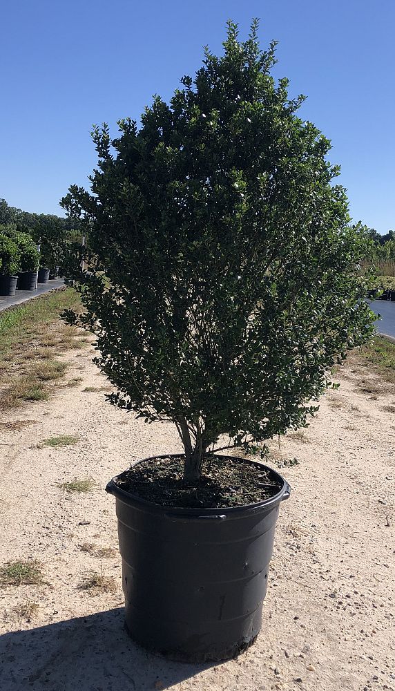 ilex-crenata-steeds-japanese-holly