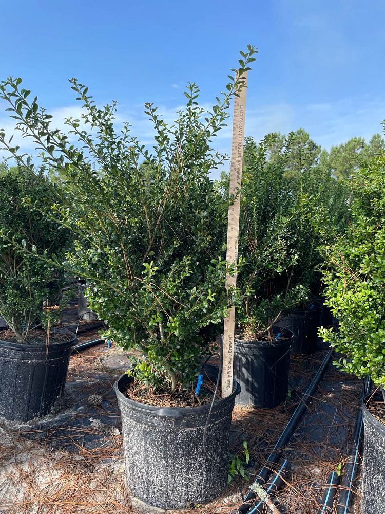ilex-crenata-steeds-japanese-holly