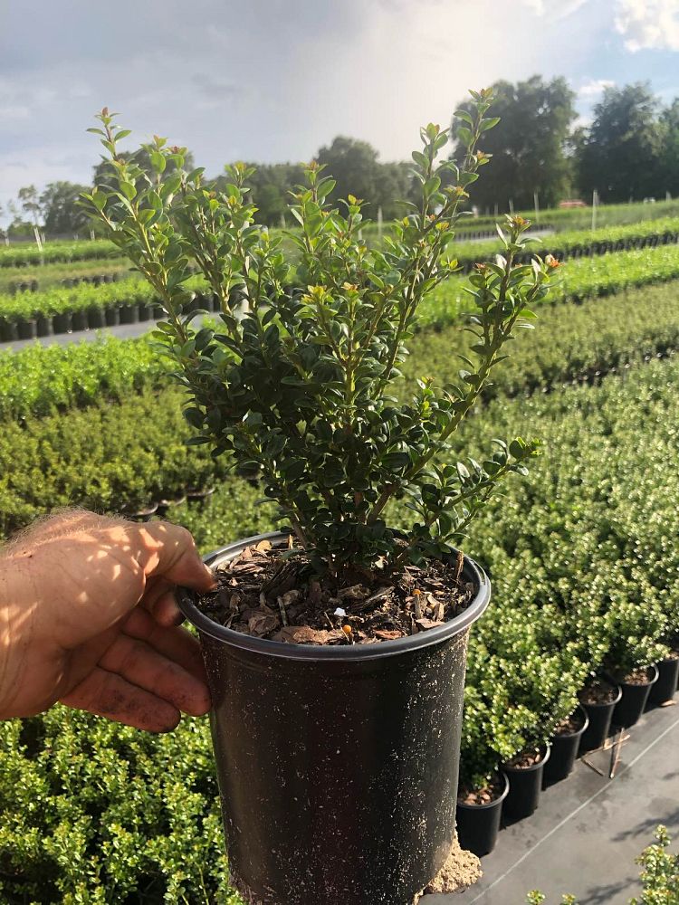 ilex-crenata-steeds-japanese-holly