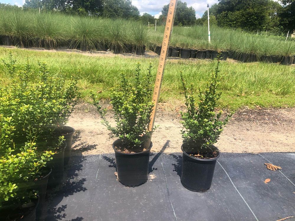 ilex-crenata-steeds-japanese-holly