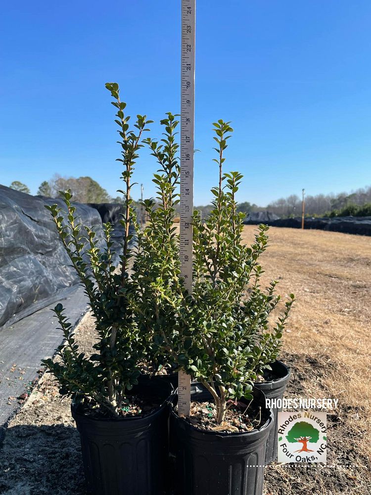ilex-crenata-steeds-japanese-holly