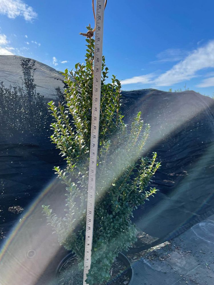 ilex-crenata-steeds-japanese-holly
