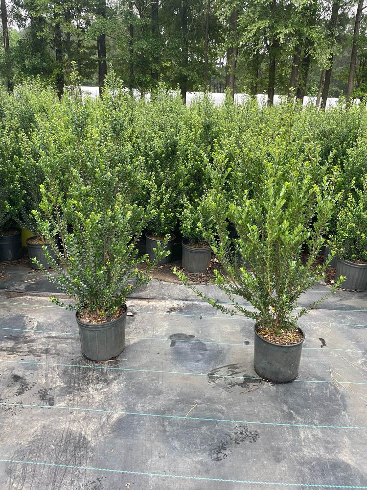 ilex-crenata-steeds-japanese-holly