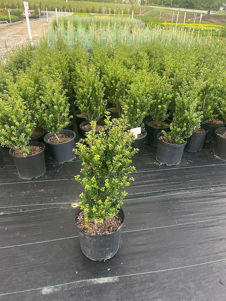 ilex-crenata-steeds-japanese-holly