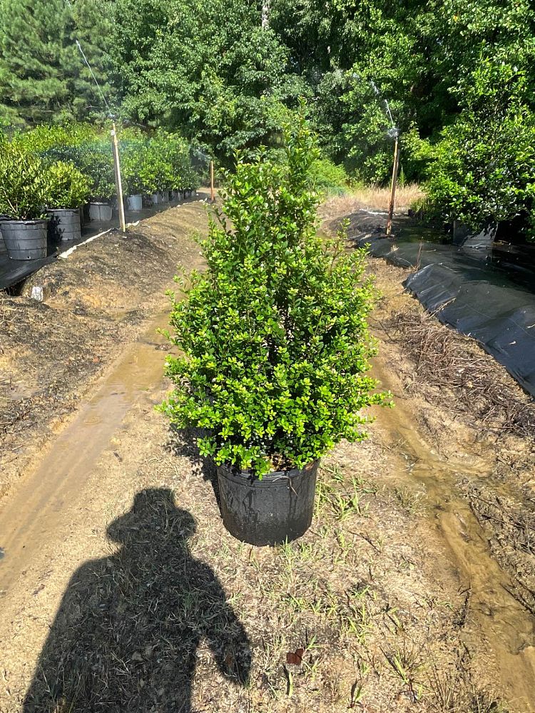 ilex-crenata-steeds-japanese-holly