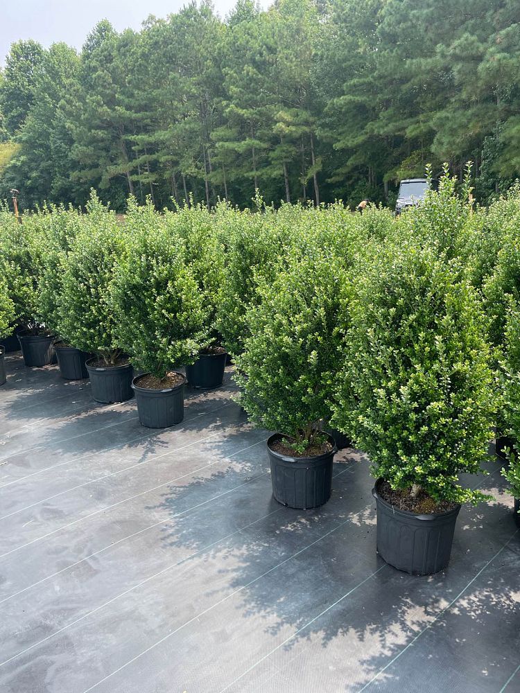 ilex-crenata-steeds-japanese-holly