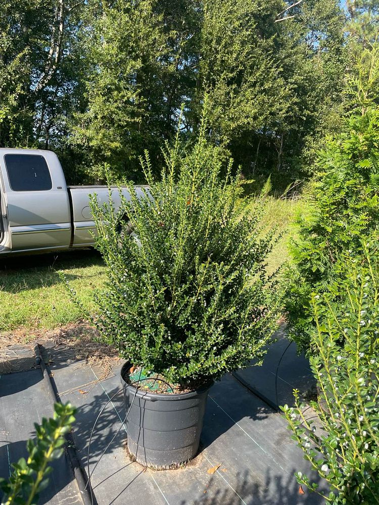 ilex-crenata-steeds-japanese-holly
