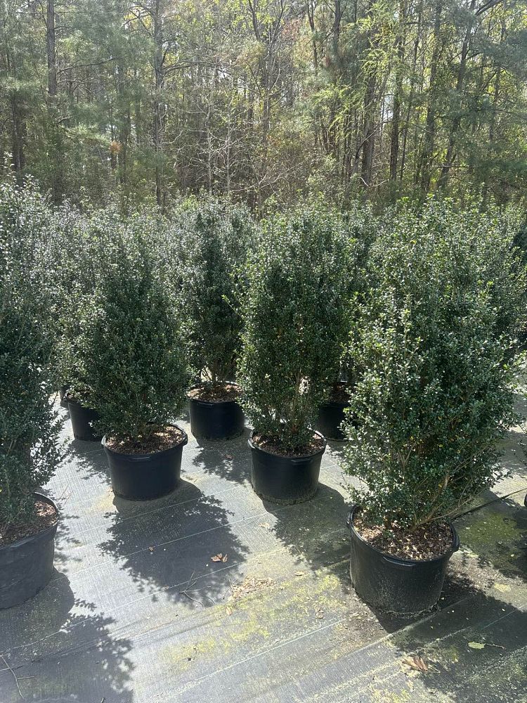 ilex-crenata-steeds-japanese-holly