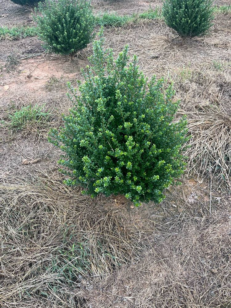 ilex-crenata-steeds-japanese-holly