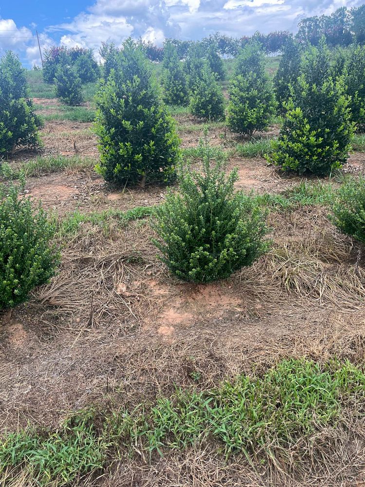 ilex-crenata-steeds-japanese-holly
