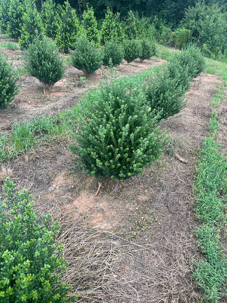 ilex-crenata-steeds-japanese-holly