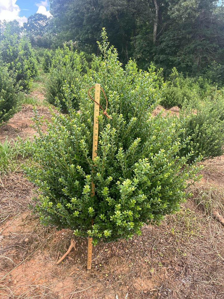 ilex-crenata-steeds-japanese-holly