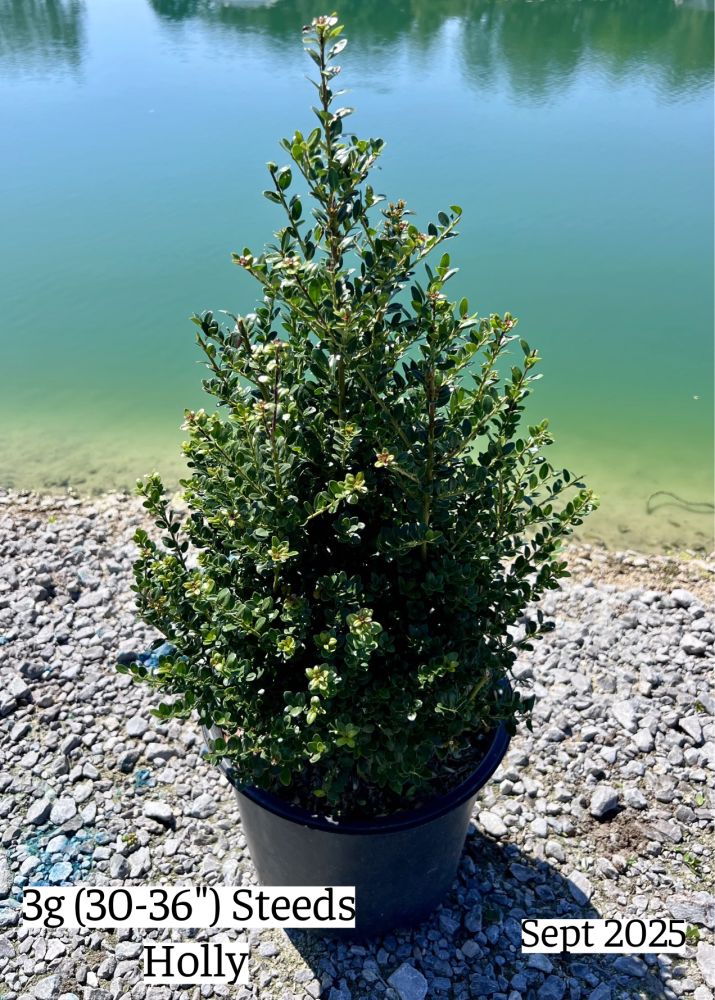 ilex-crenata-steeds-japanese-holly