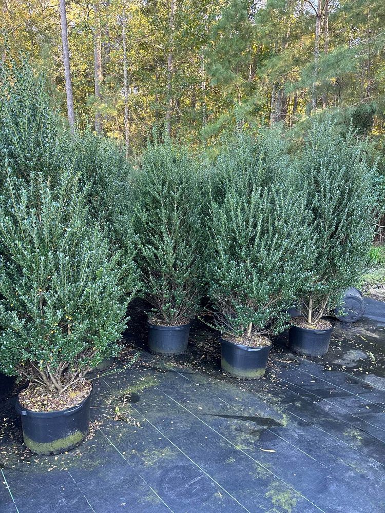 ilex-crenata-steeds-japanese-holly