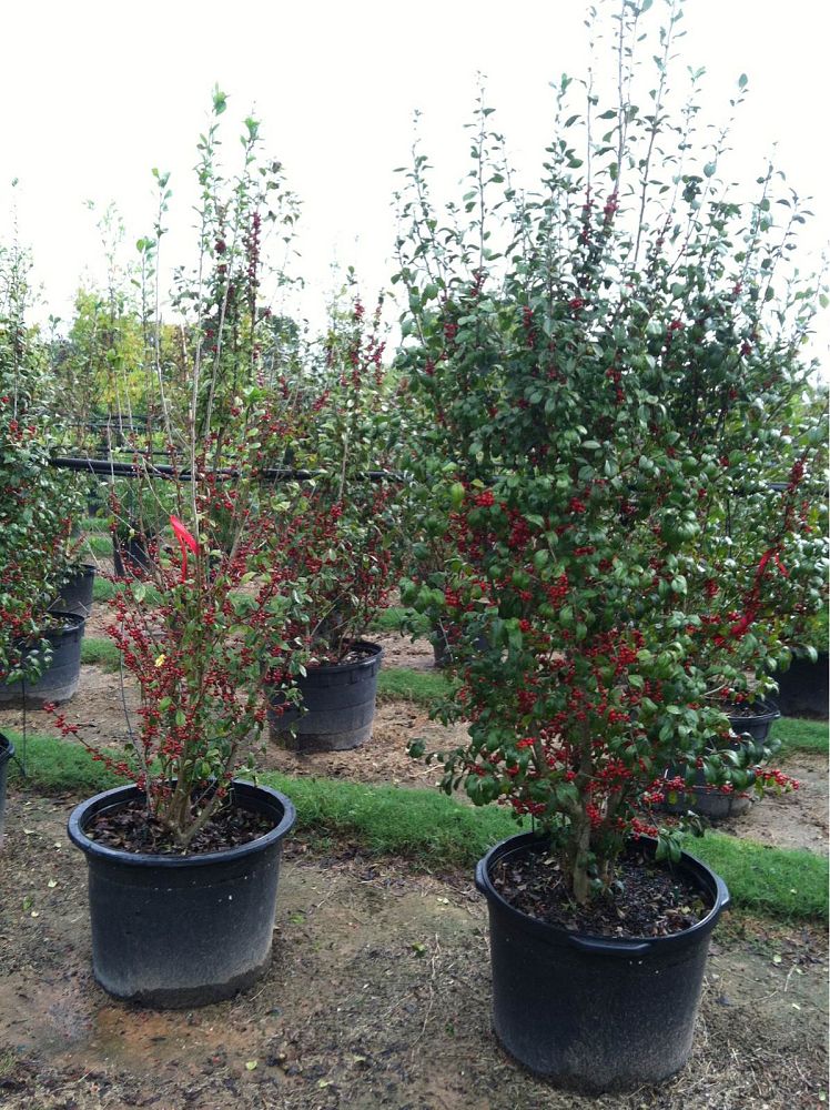 ilex-decidua-possumhaw-holly-deciduous-holly